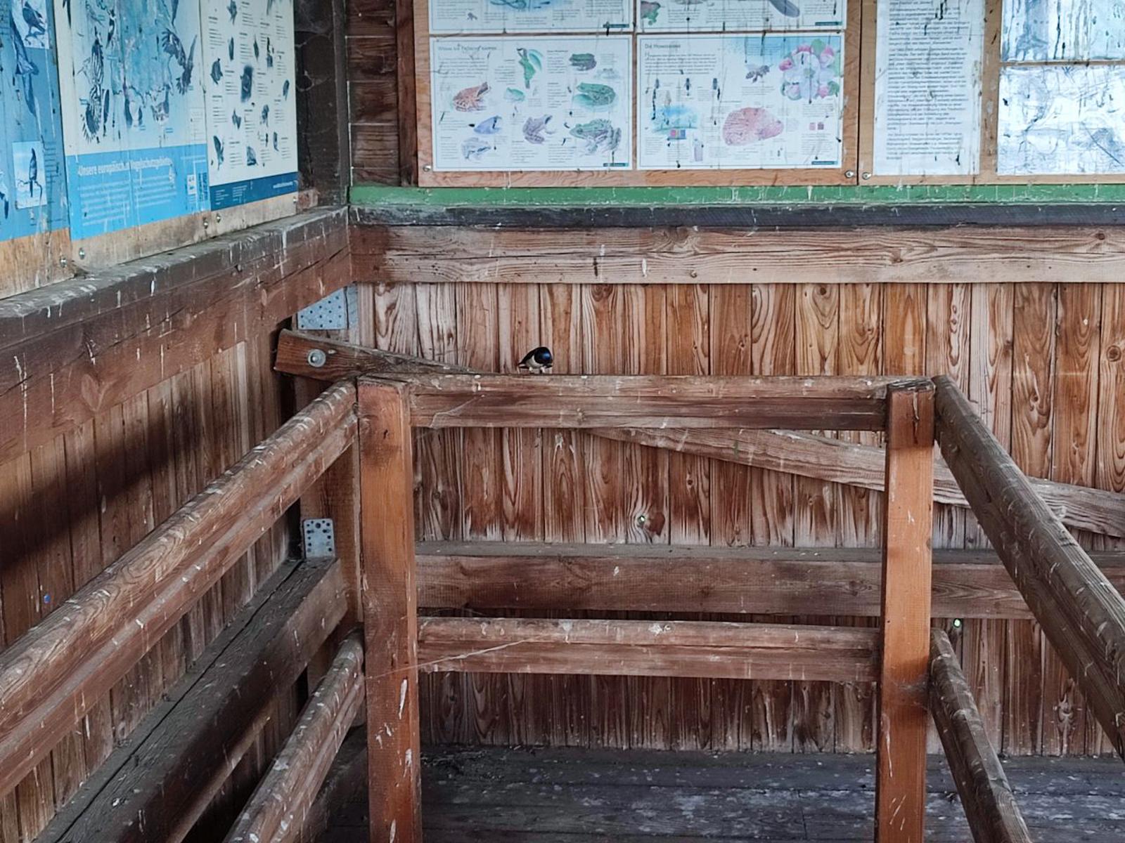 Eine ärgerliche Schwalbenmutti