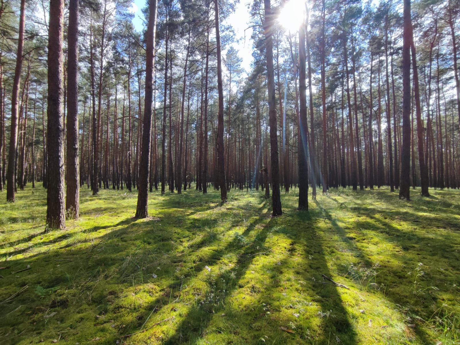 Ein lichtdurchfluteter Wald