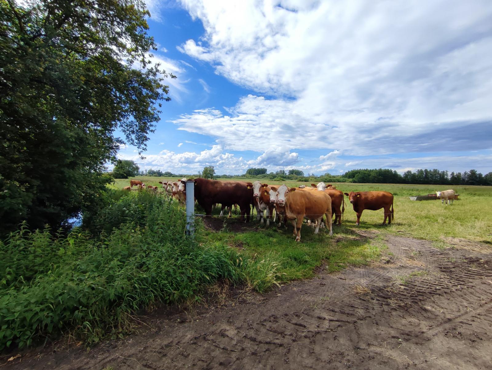 Die planen doch was!